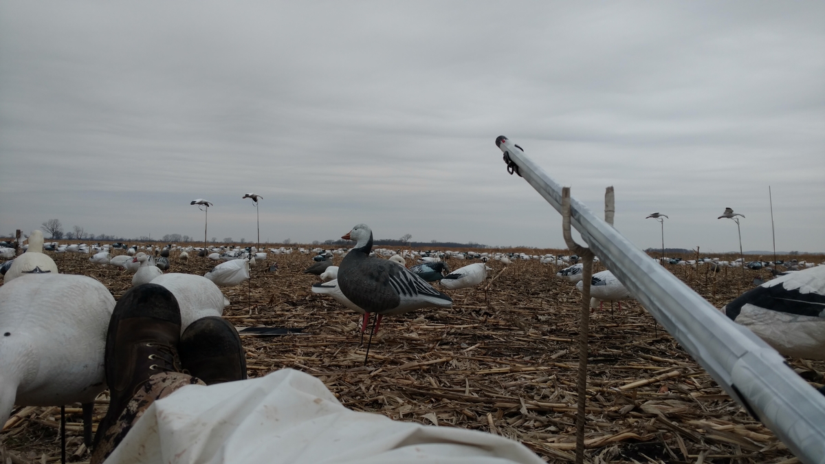 Missouri Snow Goose Hunting Photo